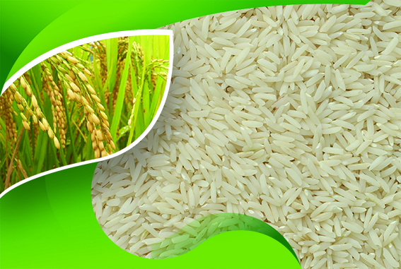 تشخیص برنج هاشمی گیلان